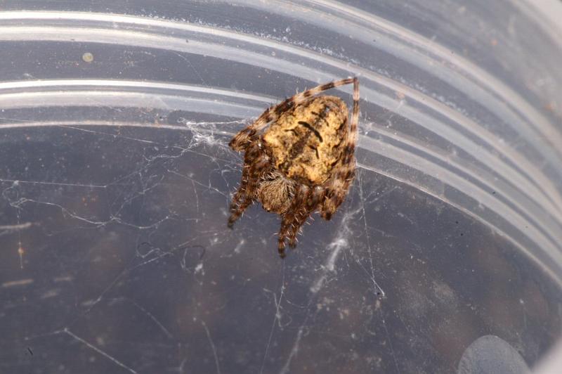 Araneus_ZZ326_D3703_Z_82_Hamelin pool_Australie.jpg